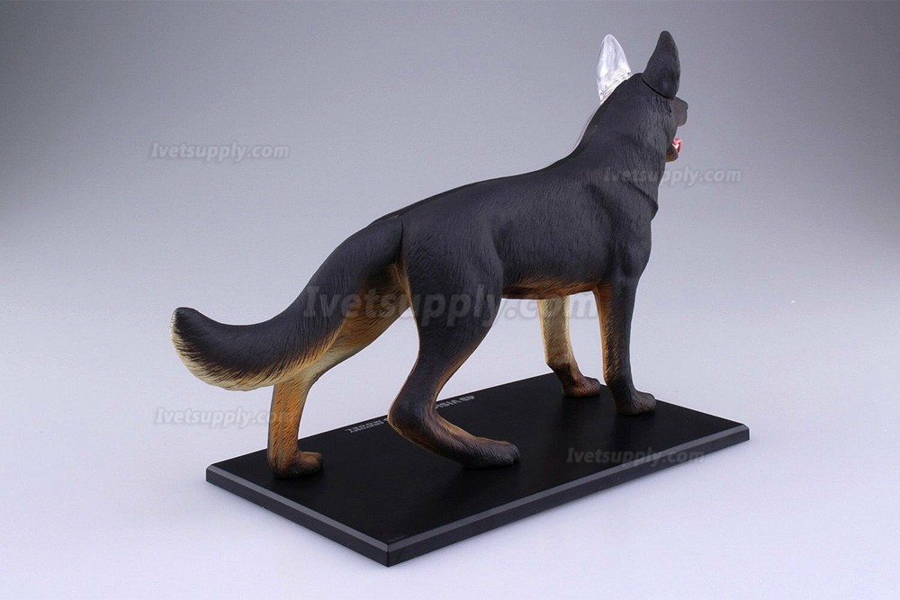 Dog Standing Puzzle Animal Anatomy Model Dog Dissection Model Figure